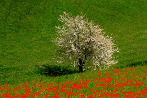 Izidor Jesenko - Poljansko drevo 4